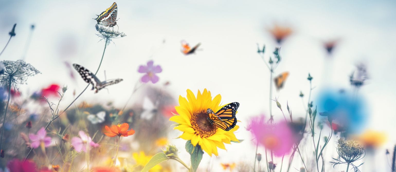 Netzauge Header(1)